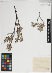 Foto von Salix lapponum L.